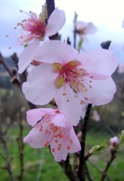 Almond blossom - Sarah Williams
