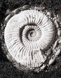 Ammonite - Joy White